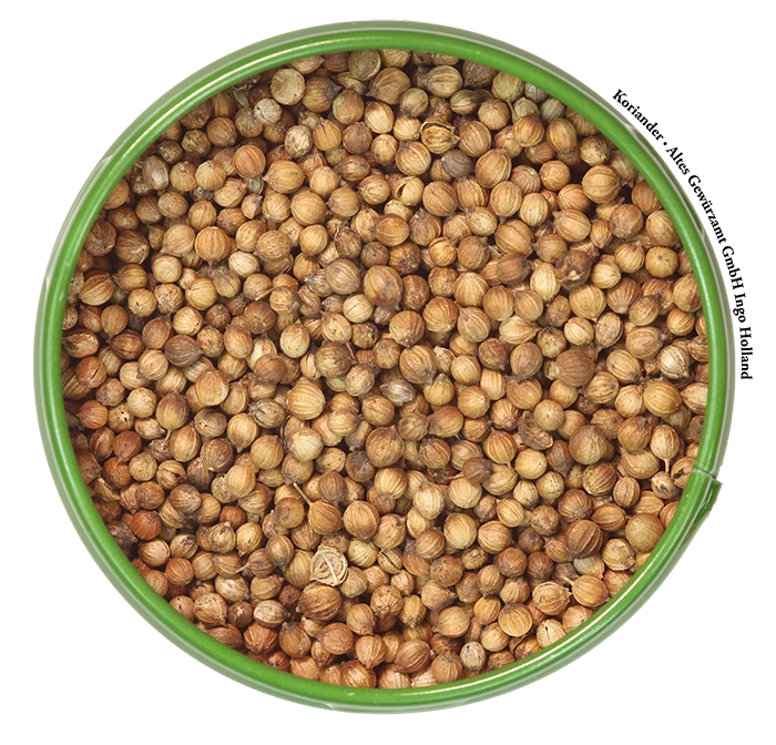 Koriandersamen Churfranken 2 Koriandersamen Churfranken – Bild 2