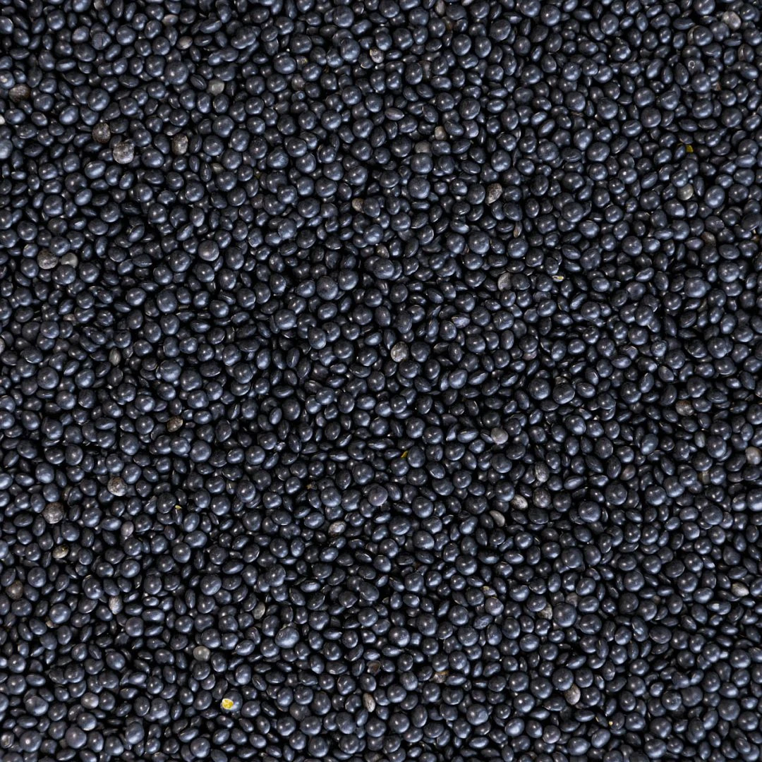 Beluga-Linse 2 Beluga-Linse – Bild 2