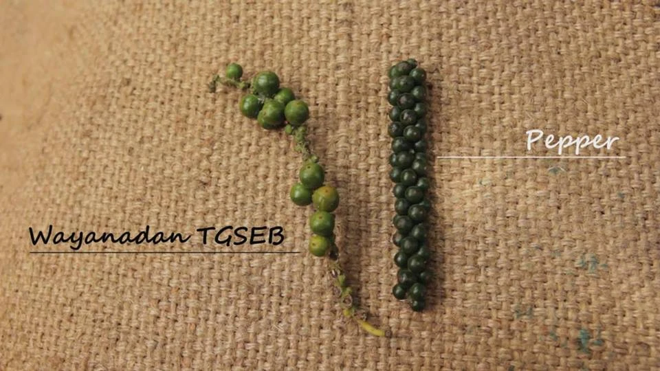 Wayanad-Pfeffer Weiß 4 Wayanad-Pfeffer Weiß – Bild 4