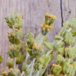 Griechischer Bergtee Premium 1 Kg -Würze Verkäufe 2024 sq1024 griechischerbergtee blueten 1